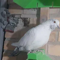 کبوتر شکار فروشی|پرنده|مهاجران, |دیوار