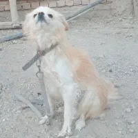 سگ.پاکوتاه.اشپیتز.|سگ|کبودرآهنگ, |دیوار