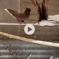 نه عددسرخ دم سفید