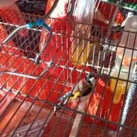 سهره.گلبسر.سهره سبز