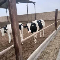 گوساله از شیر گرفته