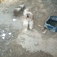 ۶میلیون|سگ|کهنوج, |دیوار