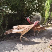 دو تا جوجه بوقلمون