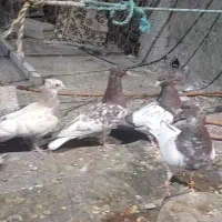 کبوتر