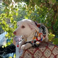 توله شیتزو اشپیتز 80 روزه|سگ|مشهد, امین آباد|دیوار