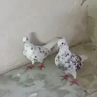 کبوتر دوکت سرور|پرنده|برخوار, |دیوار