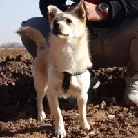 سگ پاکوتاه
