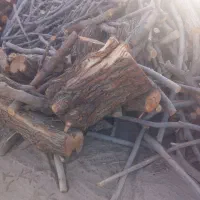 خرید انواع چوب و درخت|خدمات باغبانی و درختکاری|بناب, |دیوار