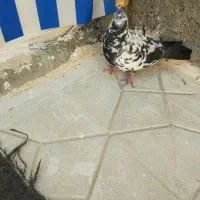 کبوتر نر ماده|پرنده|چناران, |دیوار