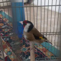 سهره نر بخون