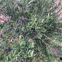 فروش ویلای ۱۰۰۰ متری با ۶۰ هکتار باغ زیتون|فروش زمین و ملک کلنگی|رودبار, |دیوار