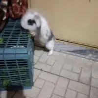 یک عدد خرگوش لوپی خشکل