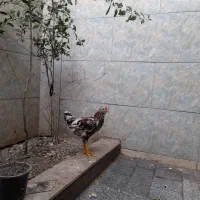 خروس گلپایگانی چهل تاج|حیوانات مزرعه|پاکدشت, پاکدشت (مامازند)|دیوار