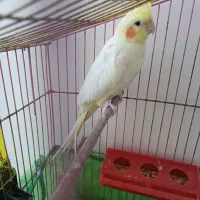 عروس هلندی