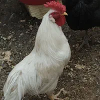 یزد، تفت
