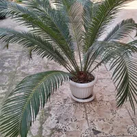 گلهای طبیعی|گل و گیاه طبیعی|لاهیجان, مهرگان|دیوار