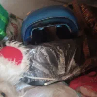 وسیله موتور