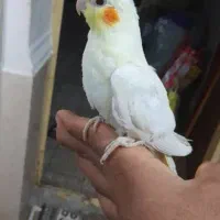 ۳عدد عروس|پرنده|کارون, |دیوار