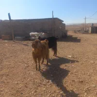 بز و کهره و بره