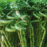 گل لیندا ..یاس هلندی