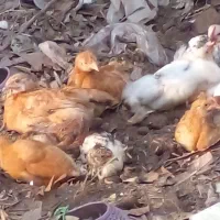 جوجه محلی سه هفته ای|حیوانات مزرعه|رشت, پیرکلاچای|دیوار