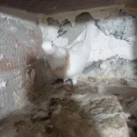 کبوتر|پرنده|عجب شیر, |دیوار