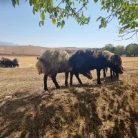 میش آبستن و بره قوچ دماوند جاده وادان