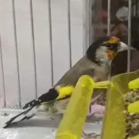 سهره زاغ|پرنده|شیراز, ابیوردی|دیوار