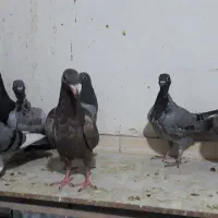 جوجه پلاکی|پرنده|اهواز, نادری|دیوار