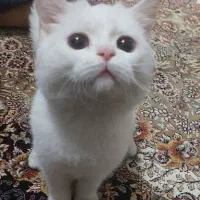 گربه پرشین