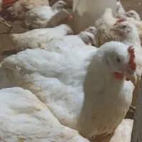 مرغ گوشتی ارگانیک|حیوانات مزرعه|باشتین, |دیوار