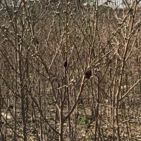 انواع نهال میوه درجه یک به صورت تکی و عمده