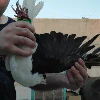 کبوترسیاه چپ چادری نر|پرنده|اسلامشهر, شهرک مهدیه|دیوار