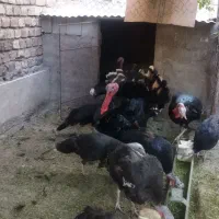 بوقلمون|حیوانات مزرعه|رفسنجان, |دیوار