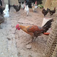 مرغ و خروس محلی|حیوانات مزرعه|چغادک, |دیوار