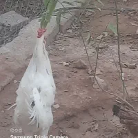 خروس گلین|حیوانات مزرعه|پاکدشت, پاکدشت (مامازند)|دیوار