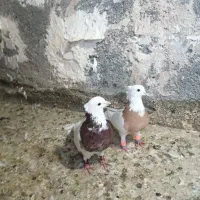 نرو ماده طوقی|پرنده|مشهد, شهید معقول|دیوار