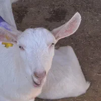 فروش بز مورسیا ، بز سانن،..|حیوانات مزرعه|اصفهان, مولوی|دیوار