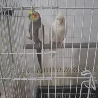 عروس هلندی جفت مولد