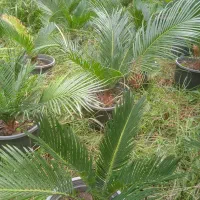 فروش ویژه سیکاس ریشه پر بسیار زیبا|گل و گیاه طبیعی|رامسر, |دیوار