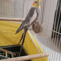 فروش عروس هلندی نر