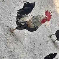 خروس تک