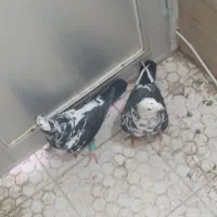 سوسکی بزک|پرنده|تربت‌حیدریه, یحیی آباد|دیوار