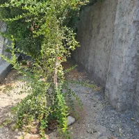 خانه‌ویلایی‌روستای‌گنو‌‌  فروشی|فروش خانه و ویلا|بندرعباس, |دیوار