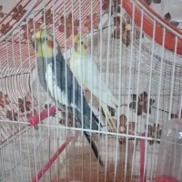 عروس هلندی نرو ماده