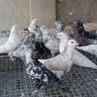 کبوتر پرشی و دمگیر