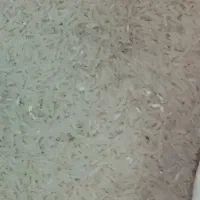 برنج .نیم دانه .لاشه. فجرسوزنی شالیکارم خودم