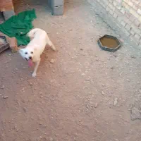 توله پاکوتاه
