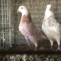 نروماده دهنجور ساعت بالا|پرنده|تهران, امام زاده عبدالله|دیوار