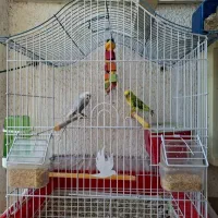 مرغ عشق با قفس